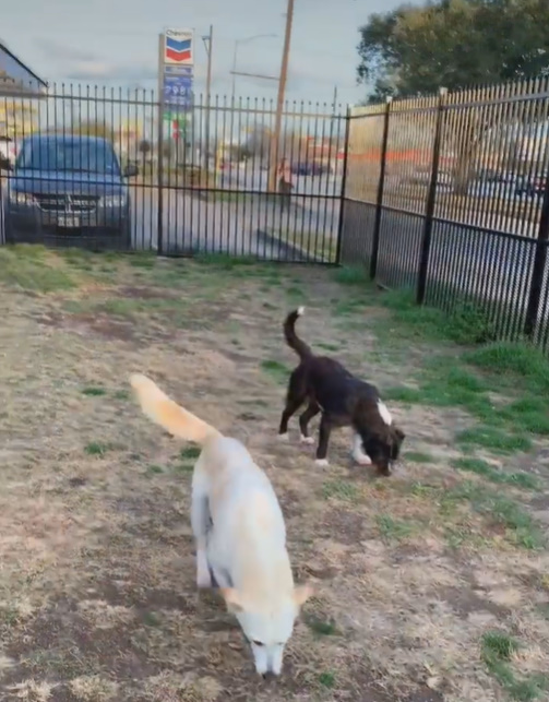 two dogs walking in the yard