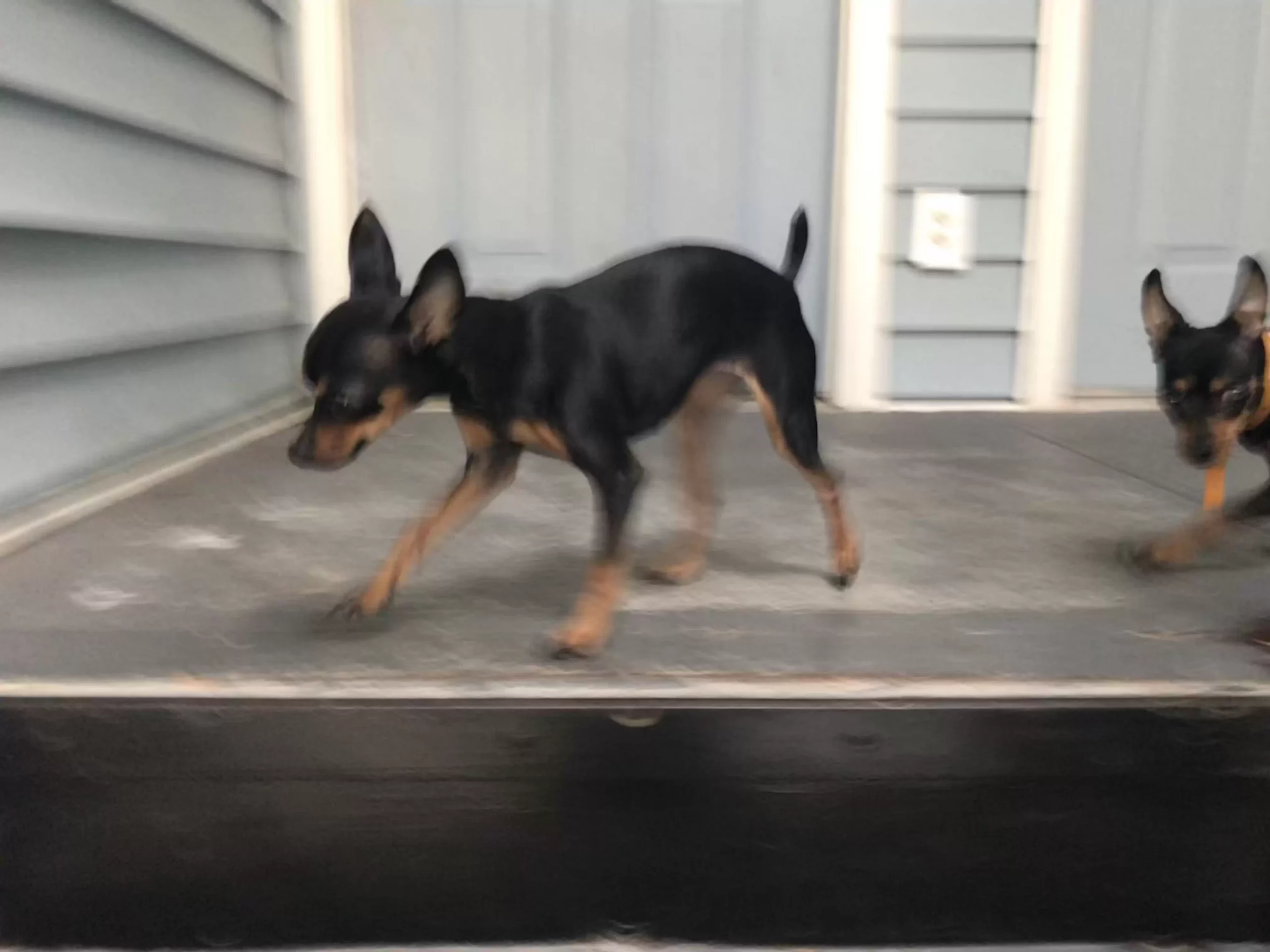 two dogs walking on the porch