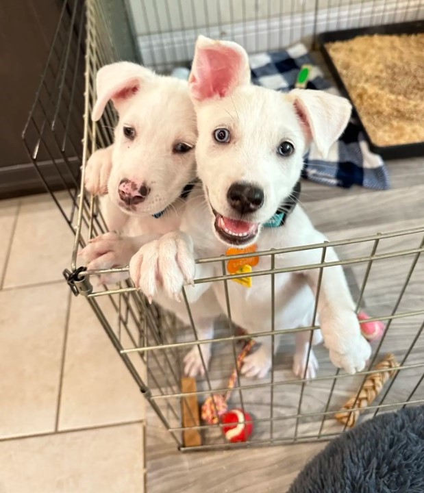 two happy white dogs