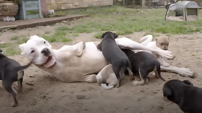 two legged dog fostering puppies