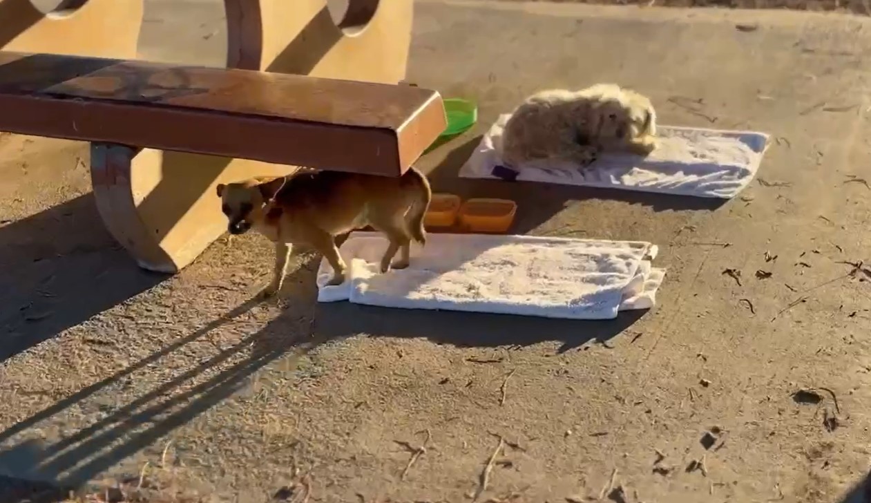 two puppies laying down