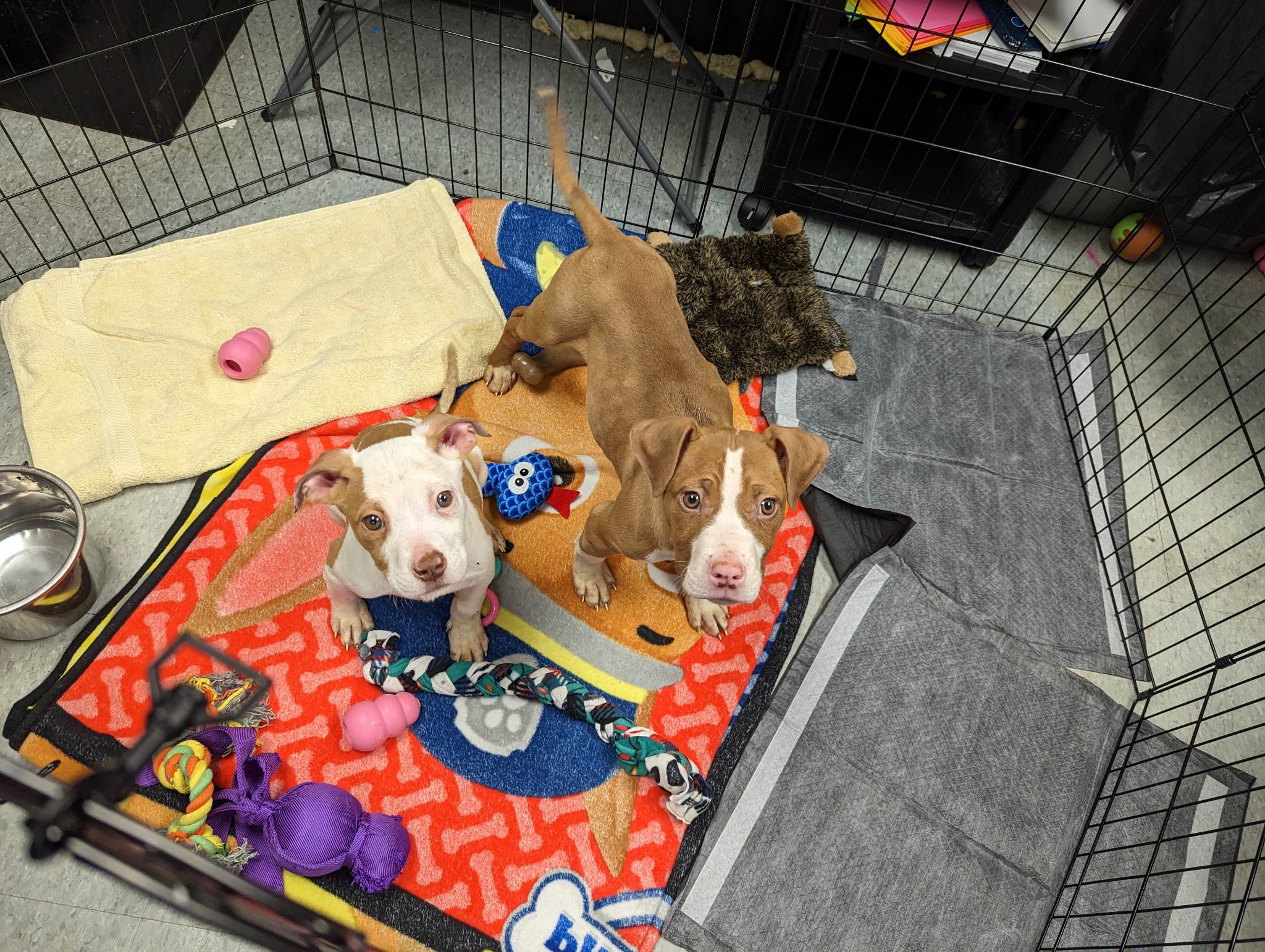 two puppies on a colorful blanket looking up at the camera