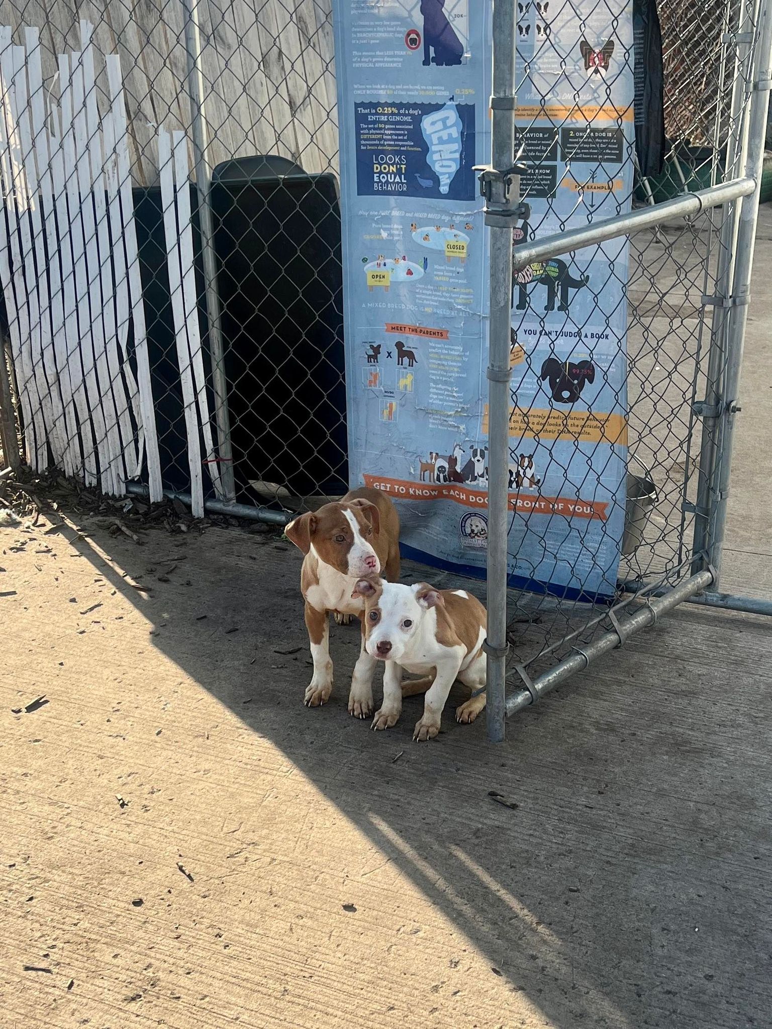 two scared puppies