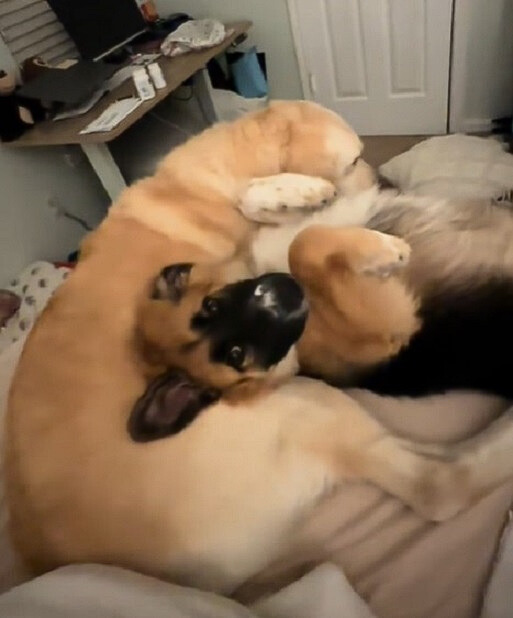 two senior dogs laying