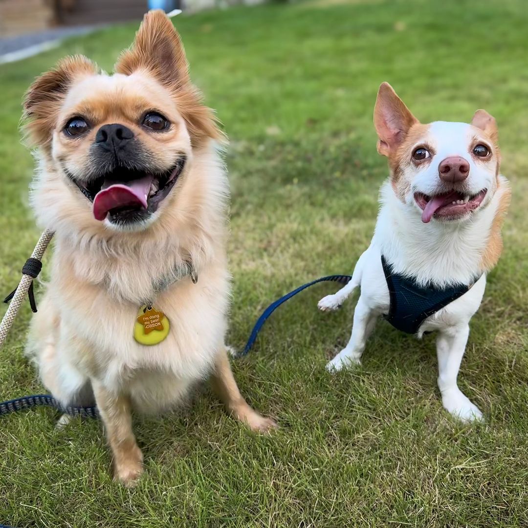 two very sweet dogs