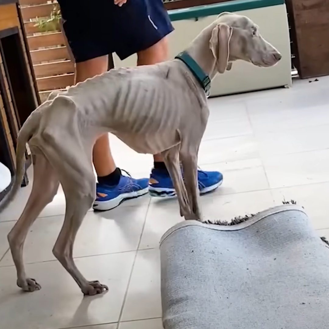 very skinny dog