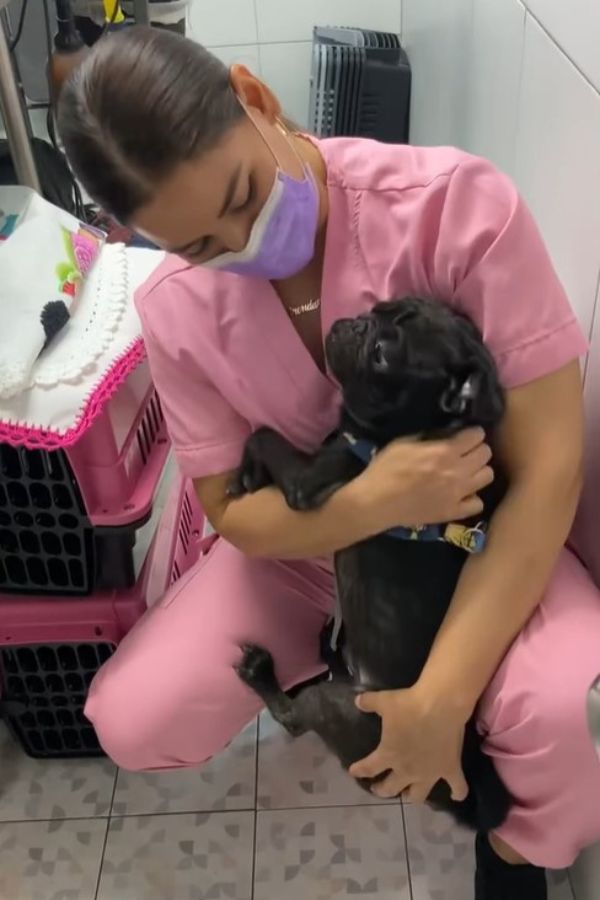 vet holding black dog