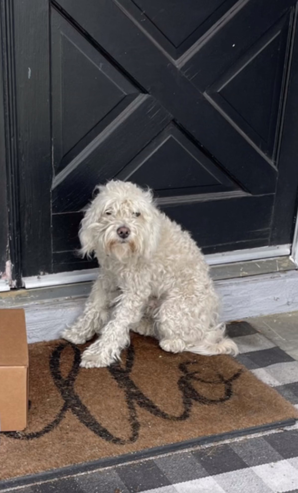 white dog in front of the door