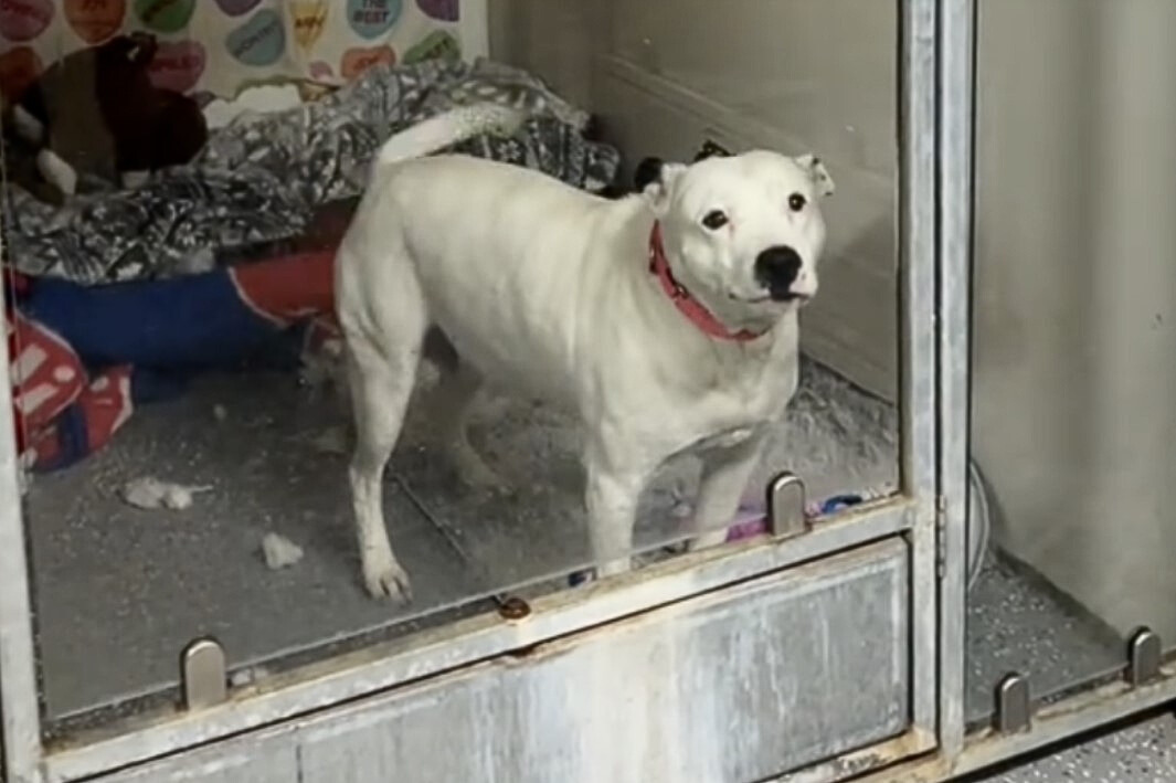 white dog in the shelter