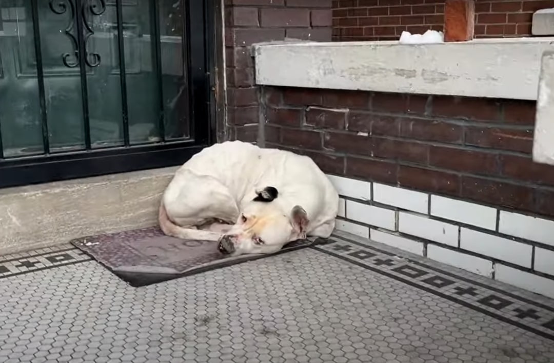 white dog laying in corner