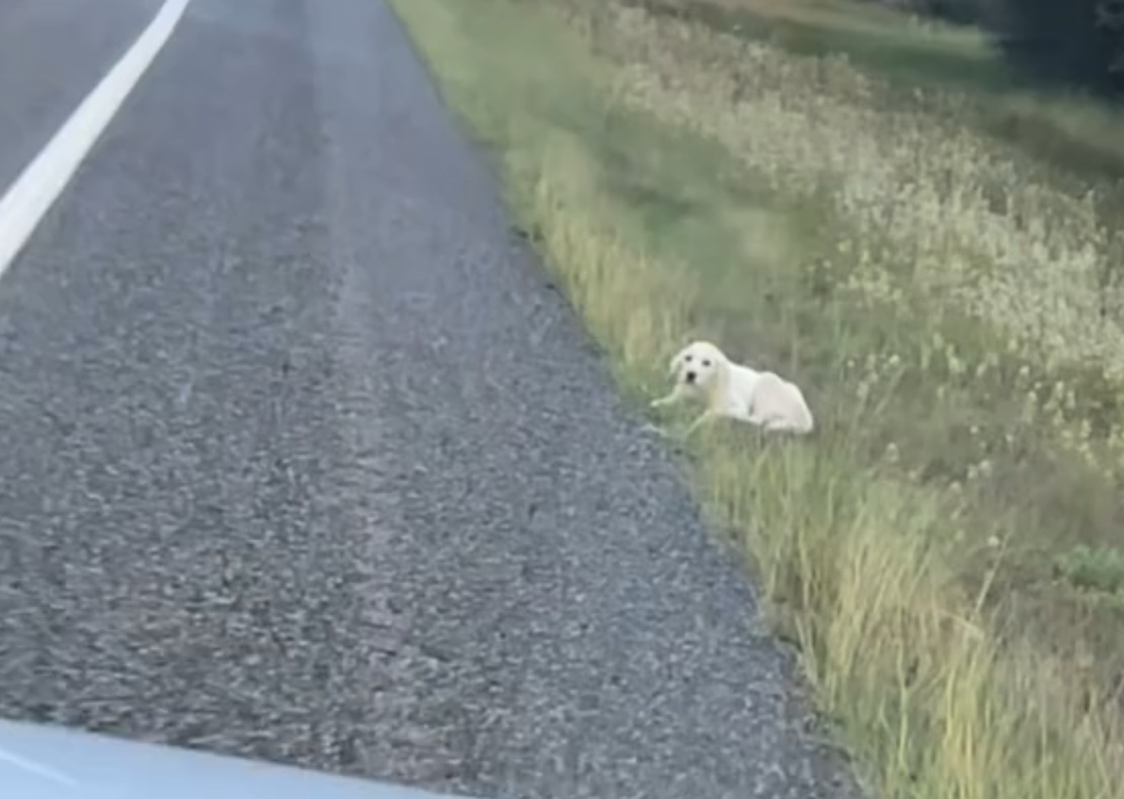 white dog laying in grass