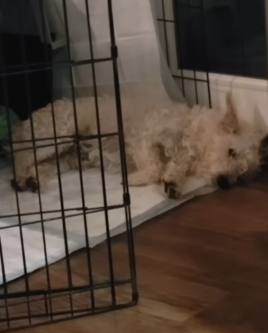 white dog laying on a floor