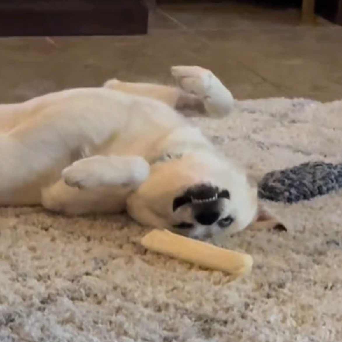 white dog laying on a white rug