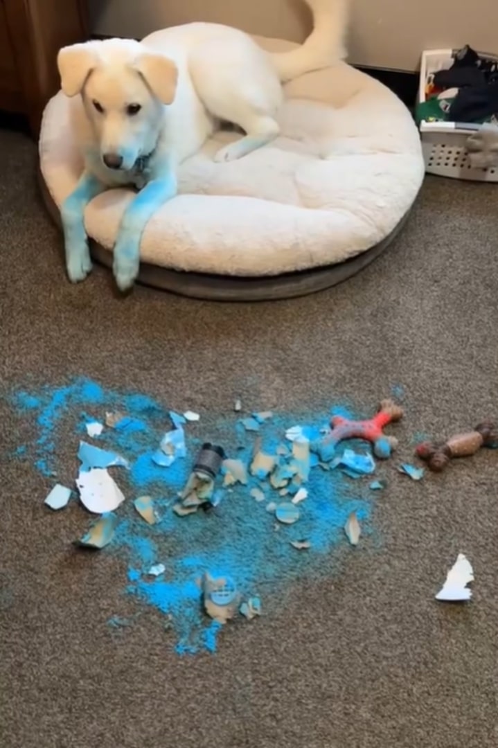 white dog spilled blue paint all over himself