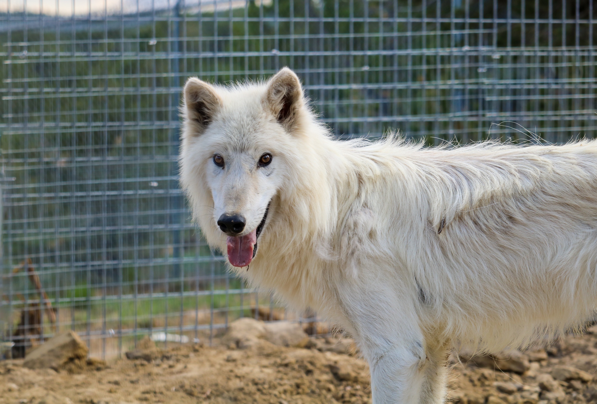 white dog standing on the ground