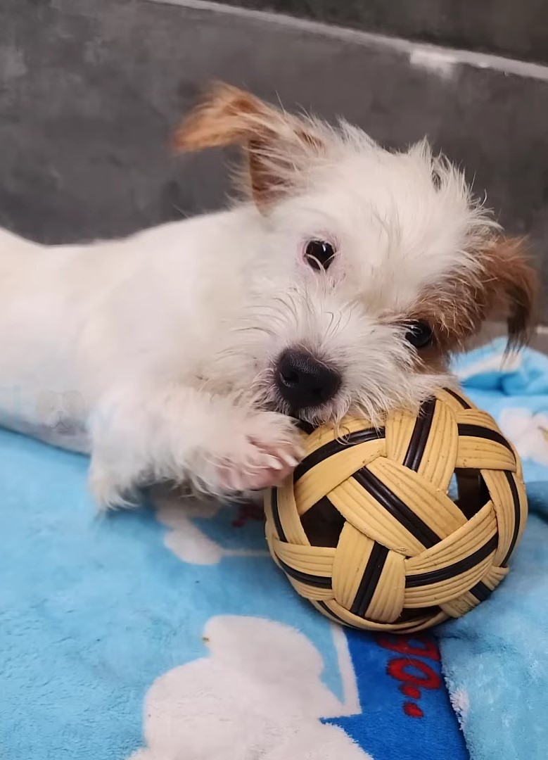 white dog with ball