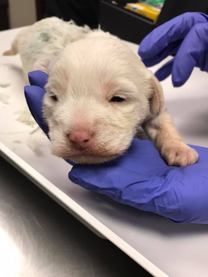 white puppy at the veterinarian's examination