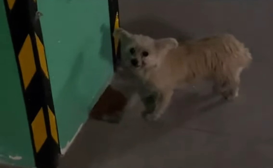 white stray dog