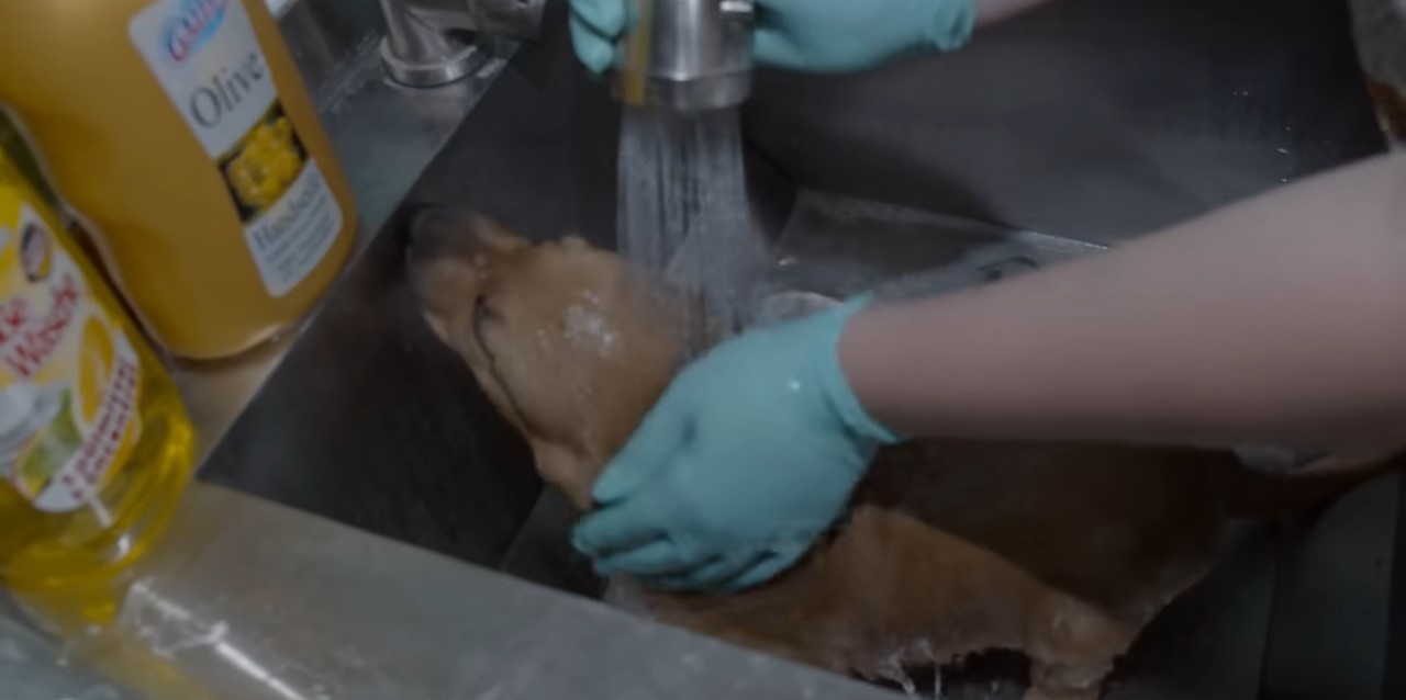 woman bathing puppy