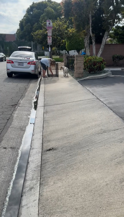 woman, car and dog