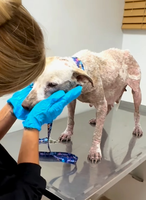 woman checking dog at the vet clinic