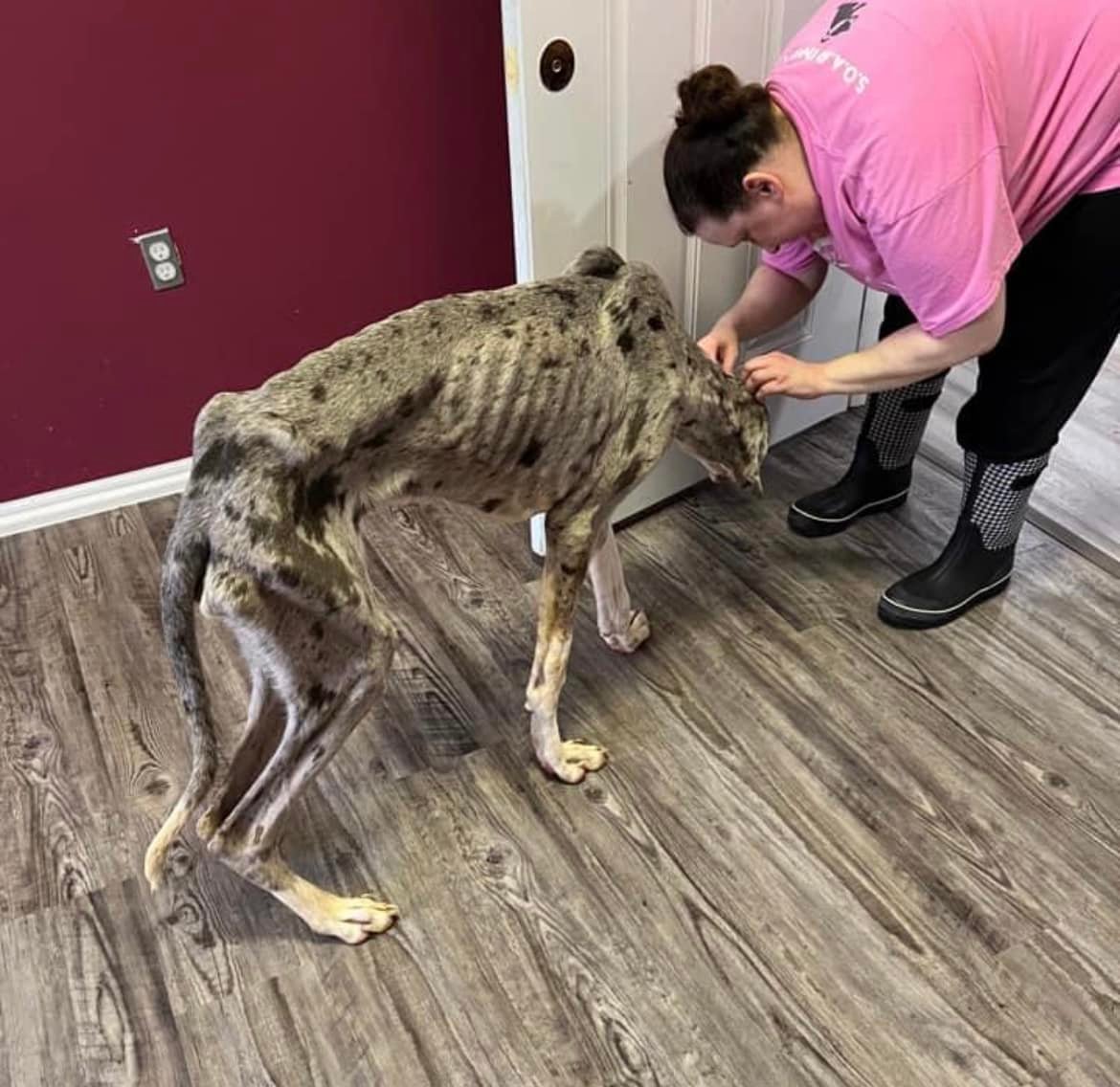 woman examining a Great Dane