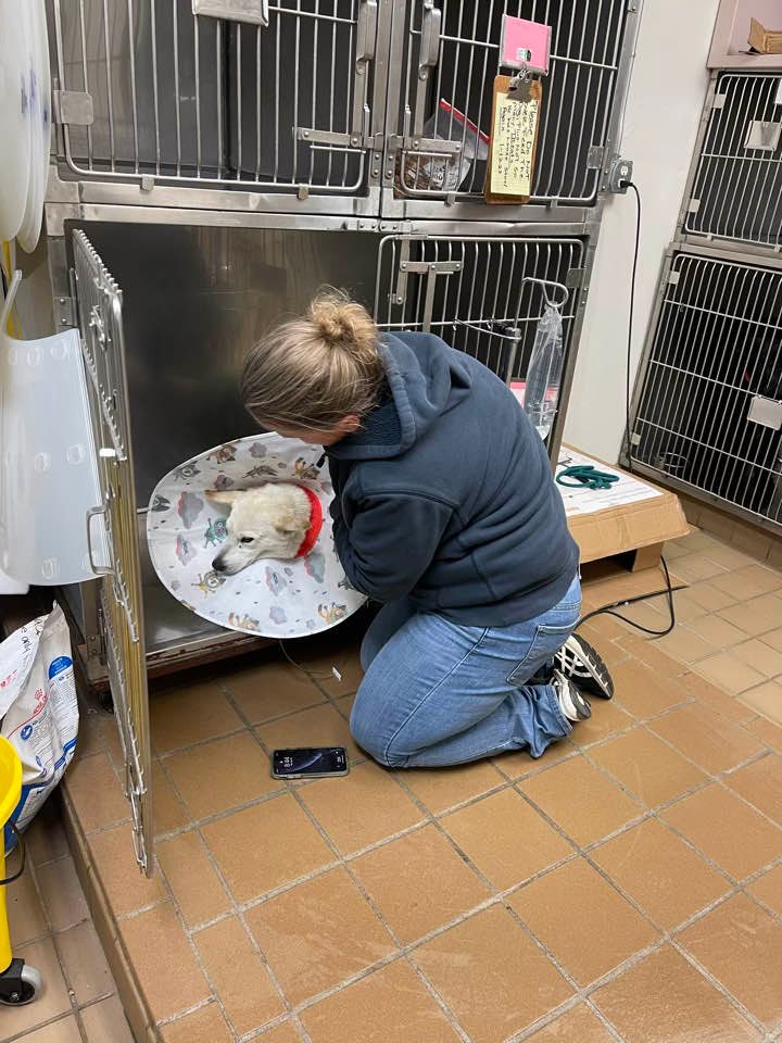 woman helping injured dog