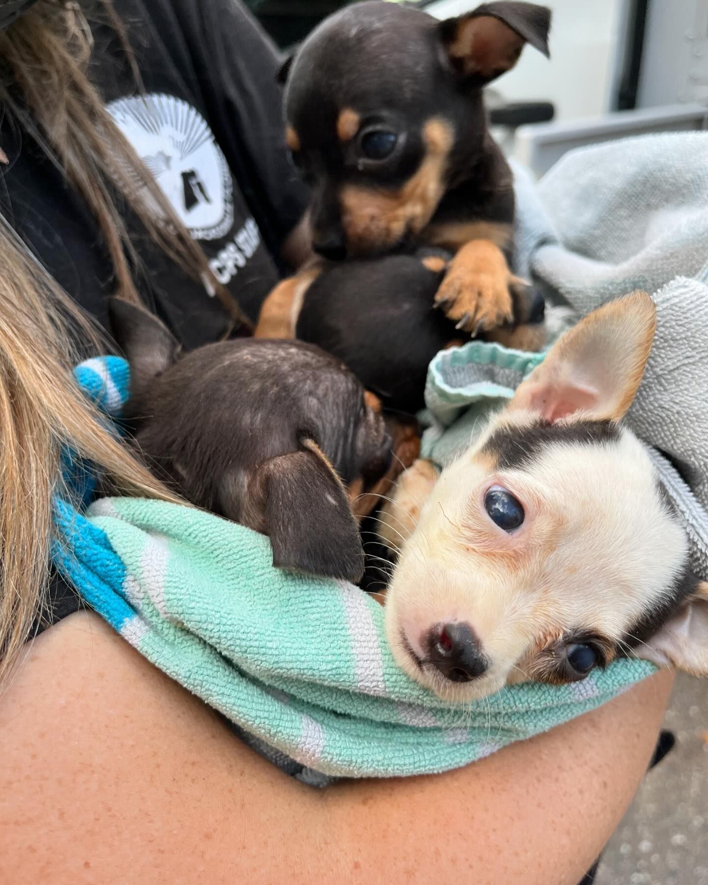 woman holding Chihuahuas