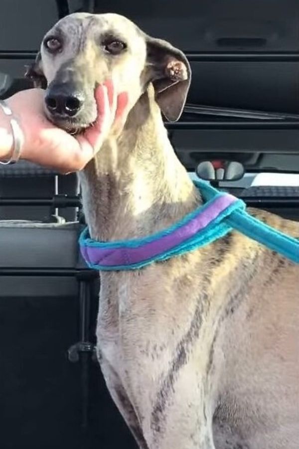 woman holding a dog's head