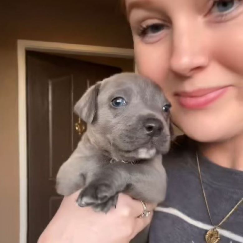 woman holding a sweet gray puppy