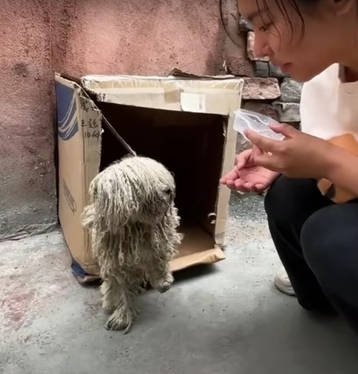 woman looking at matted dog