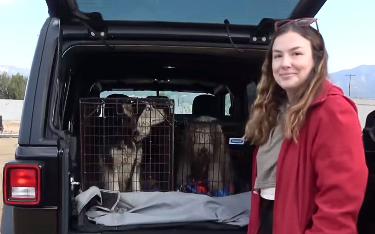 young woman with dogs in the car