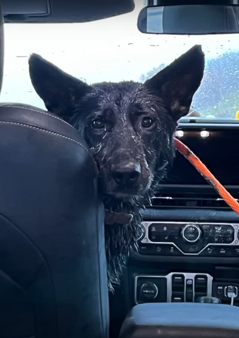 dog in the car