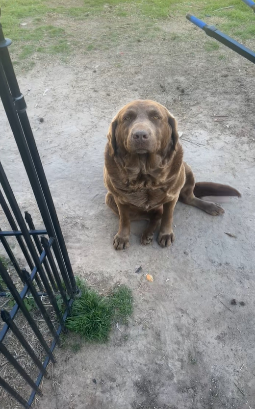 brown dog sitting