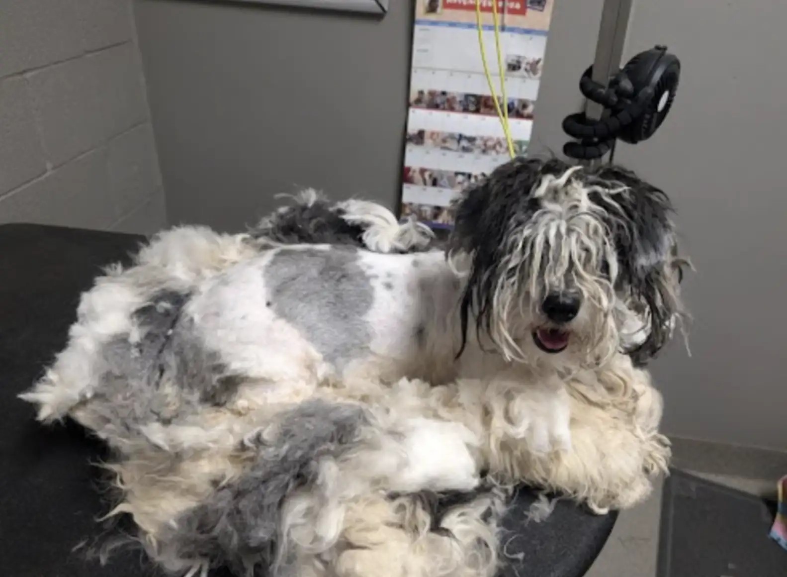 dog getting a haircut