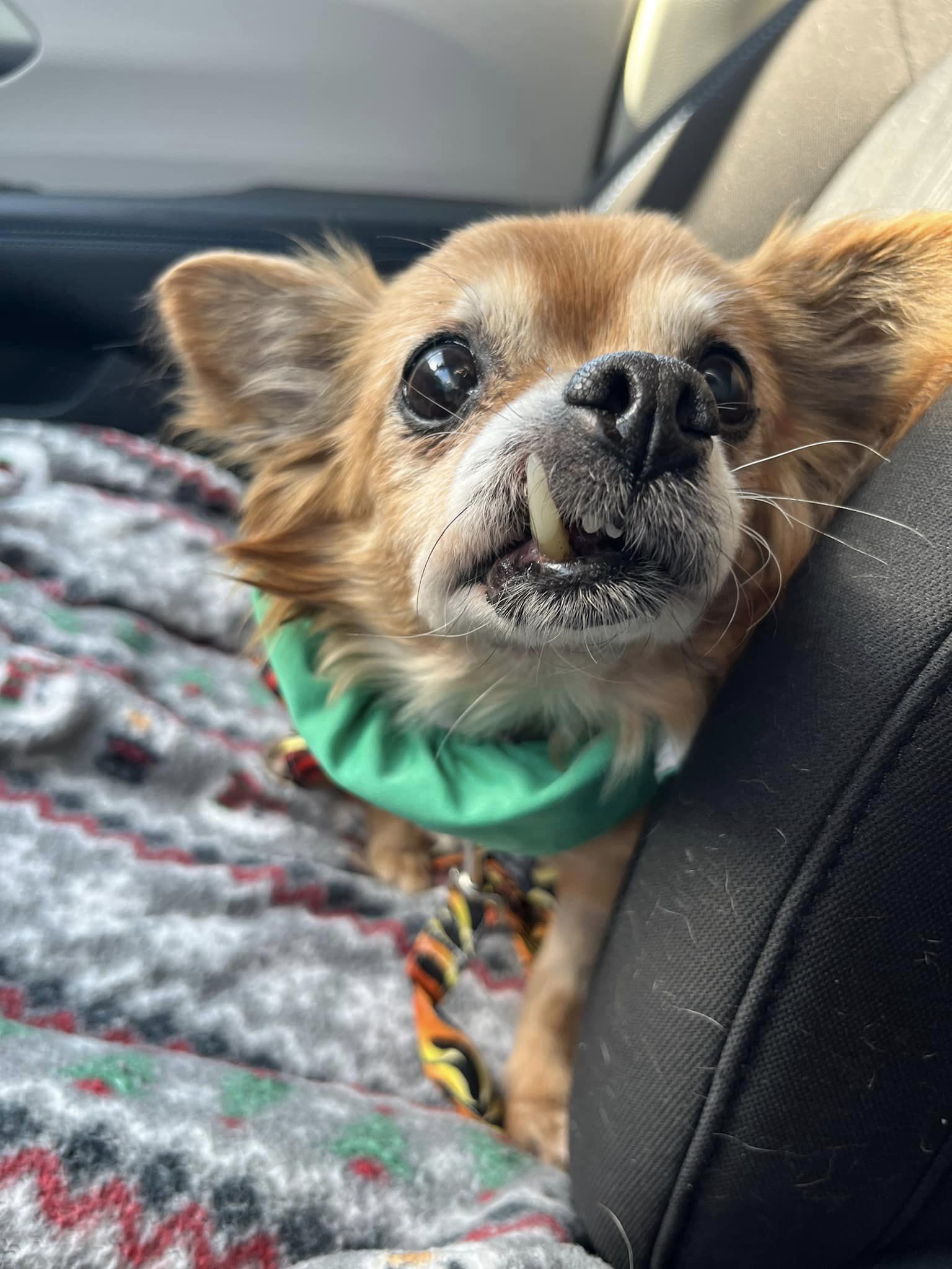 senior dog in car