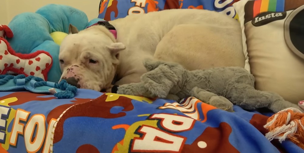 dog lying on couch