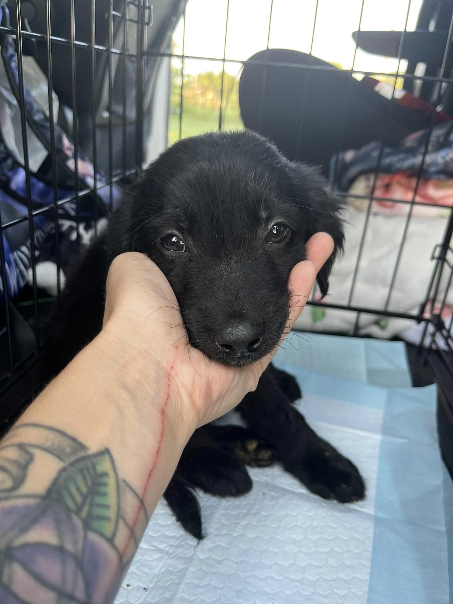 sweet black puppy