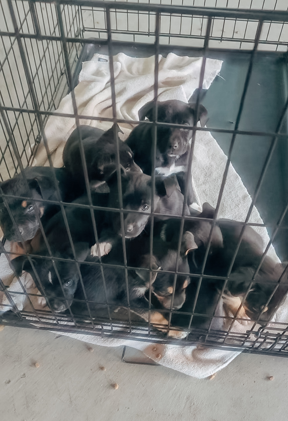 puppies in a kennel