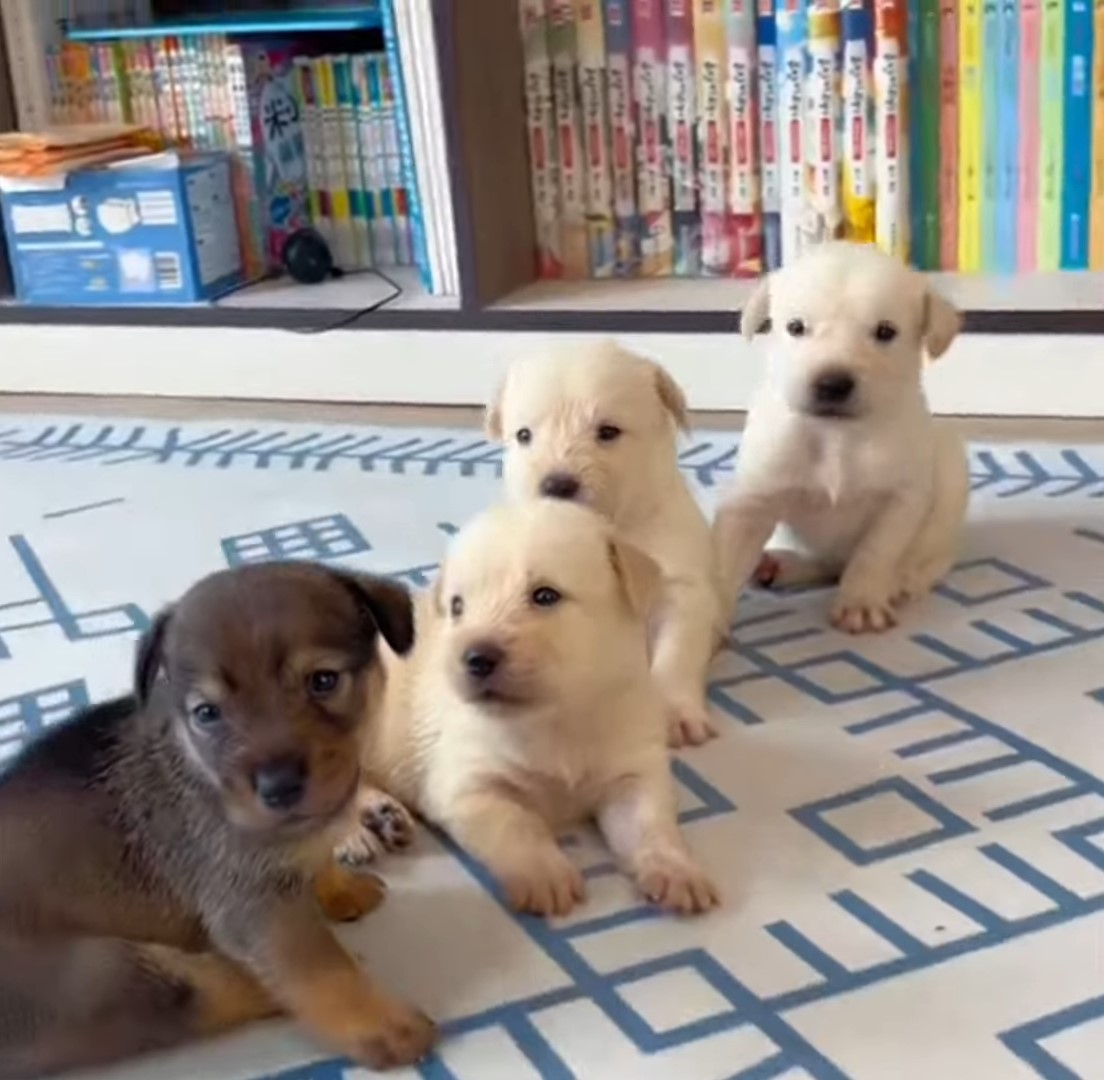 four cute puppies