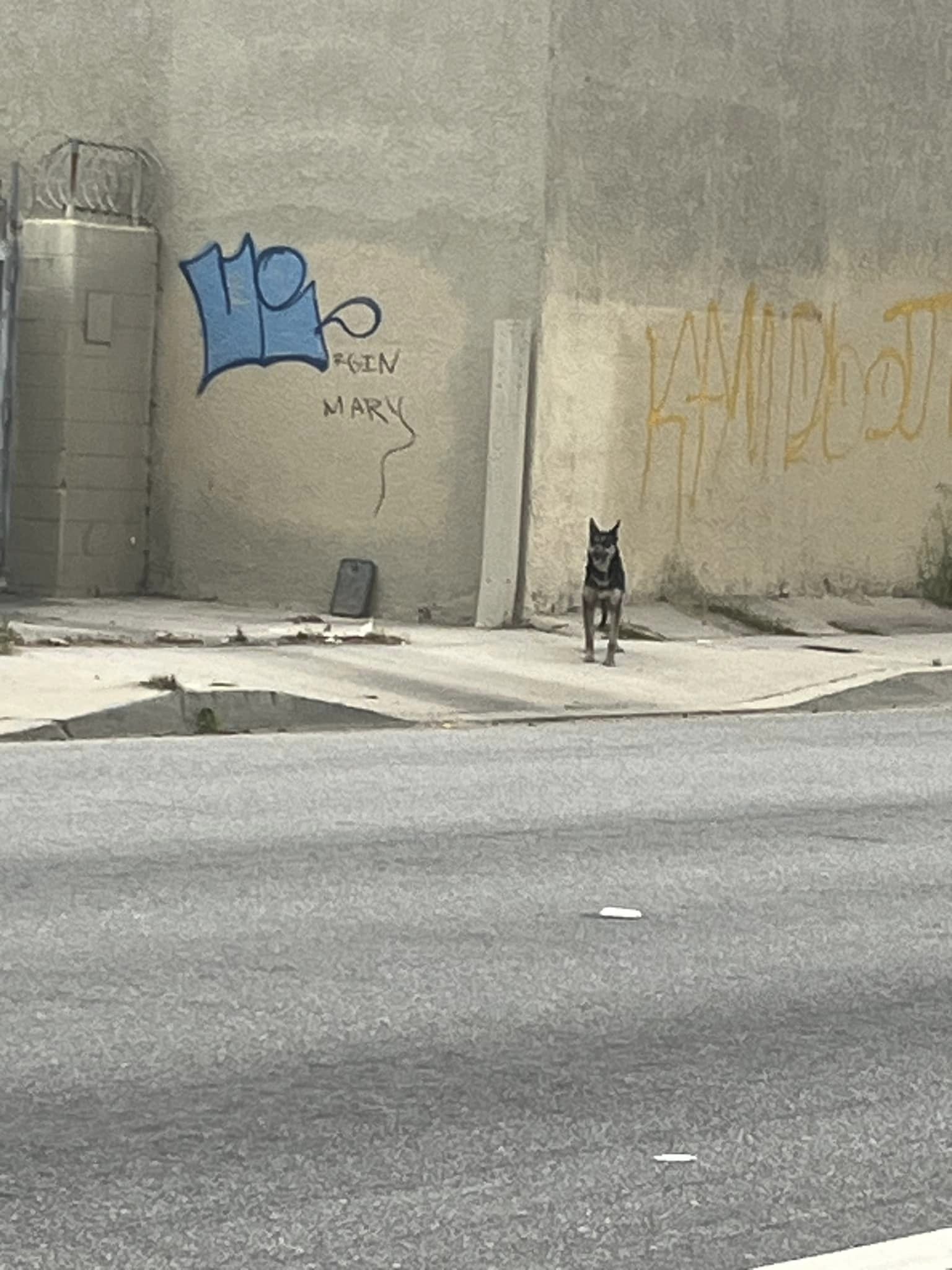 dog standing on the street