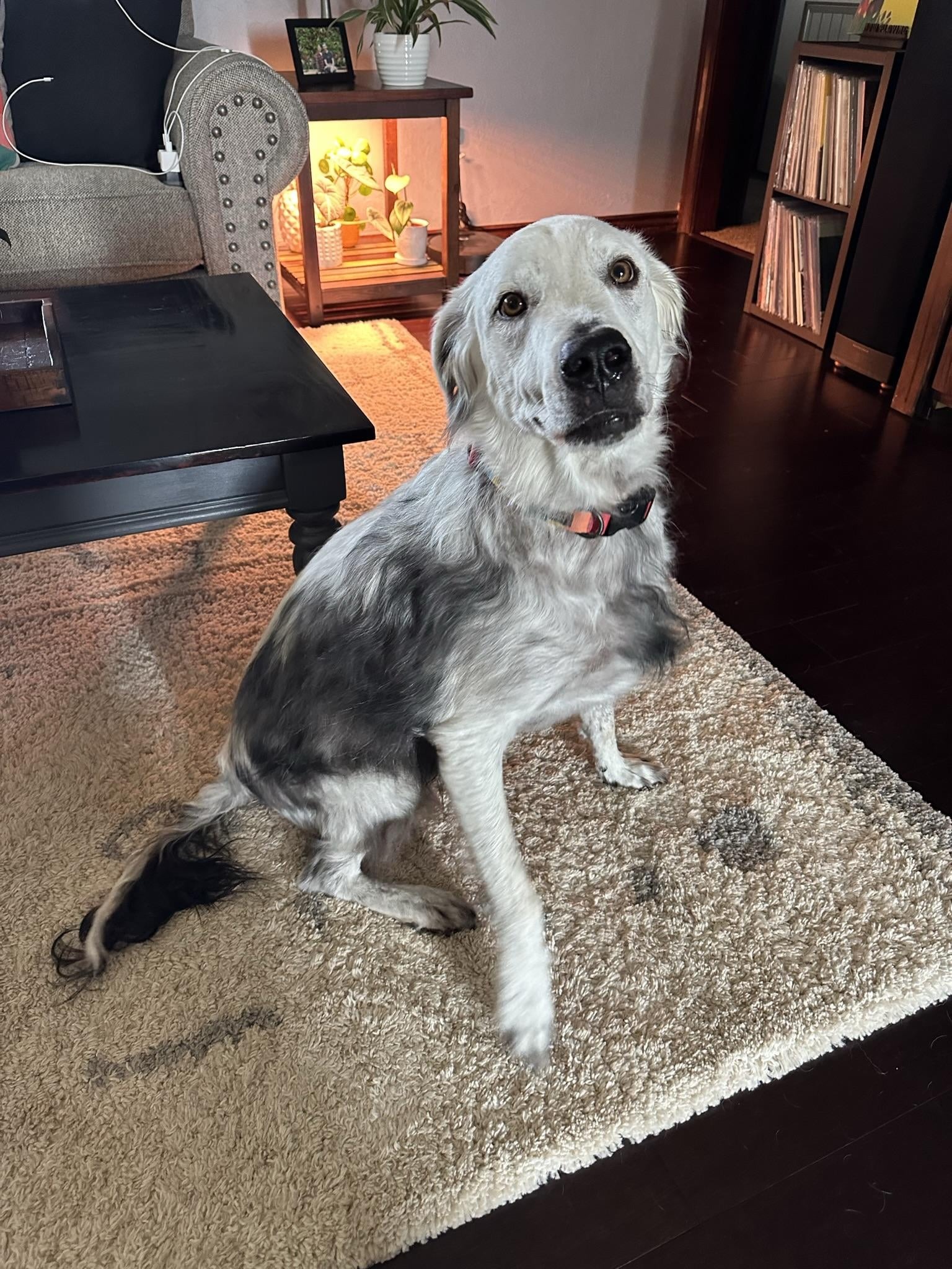 white dog on a rug