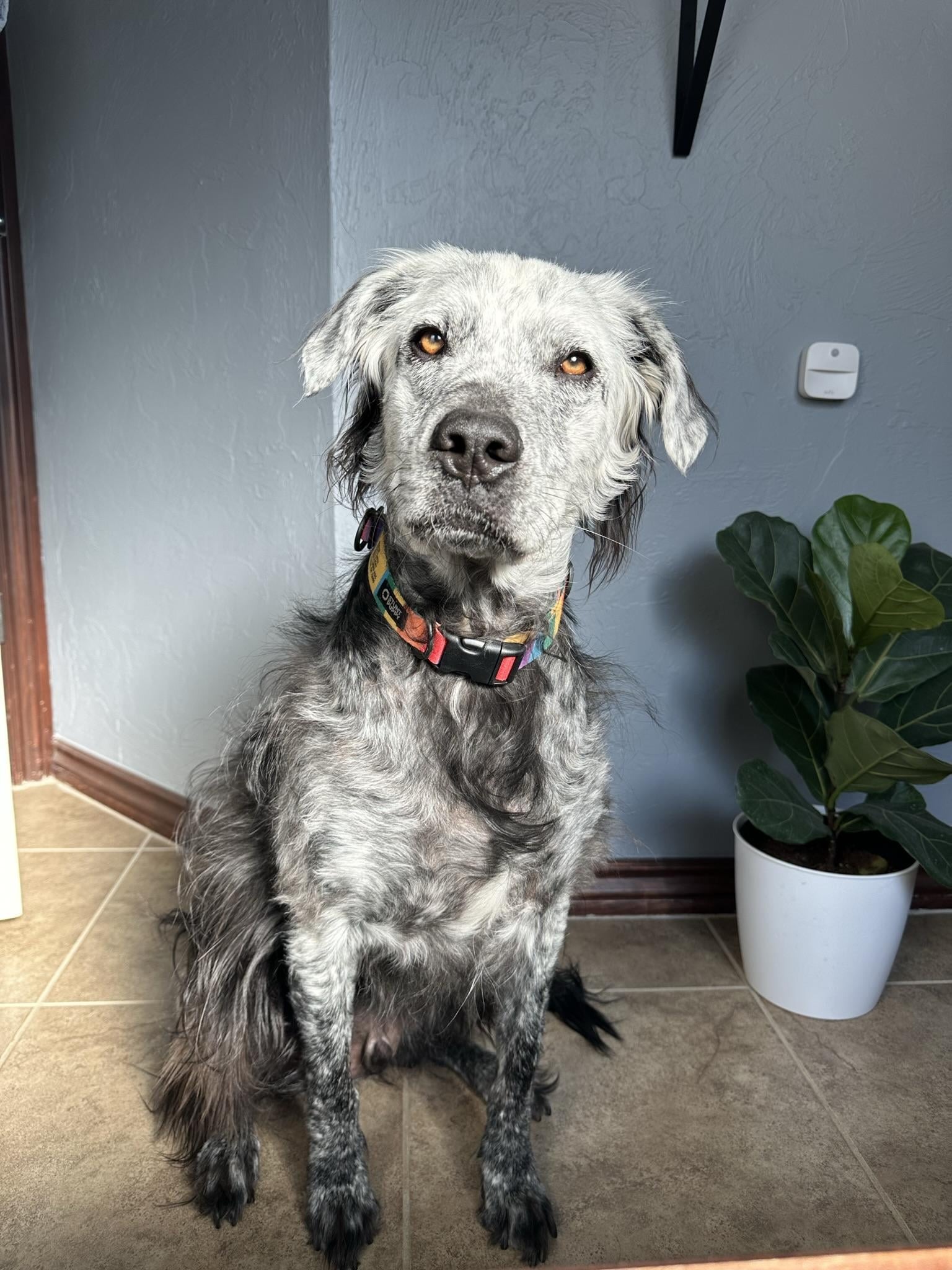 black and white dog