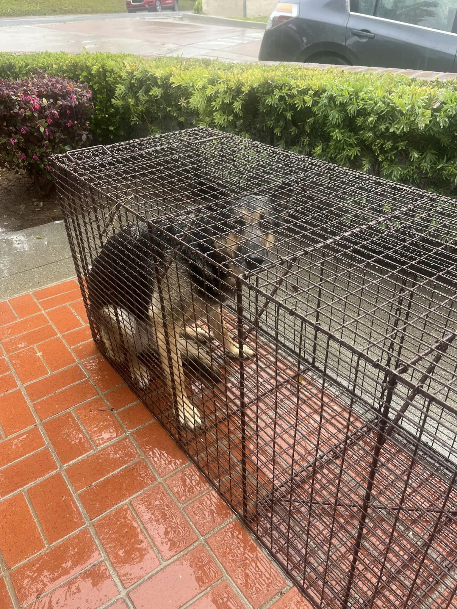 dog in a kennel