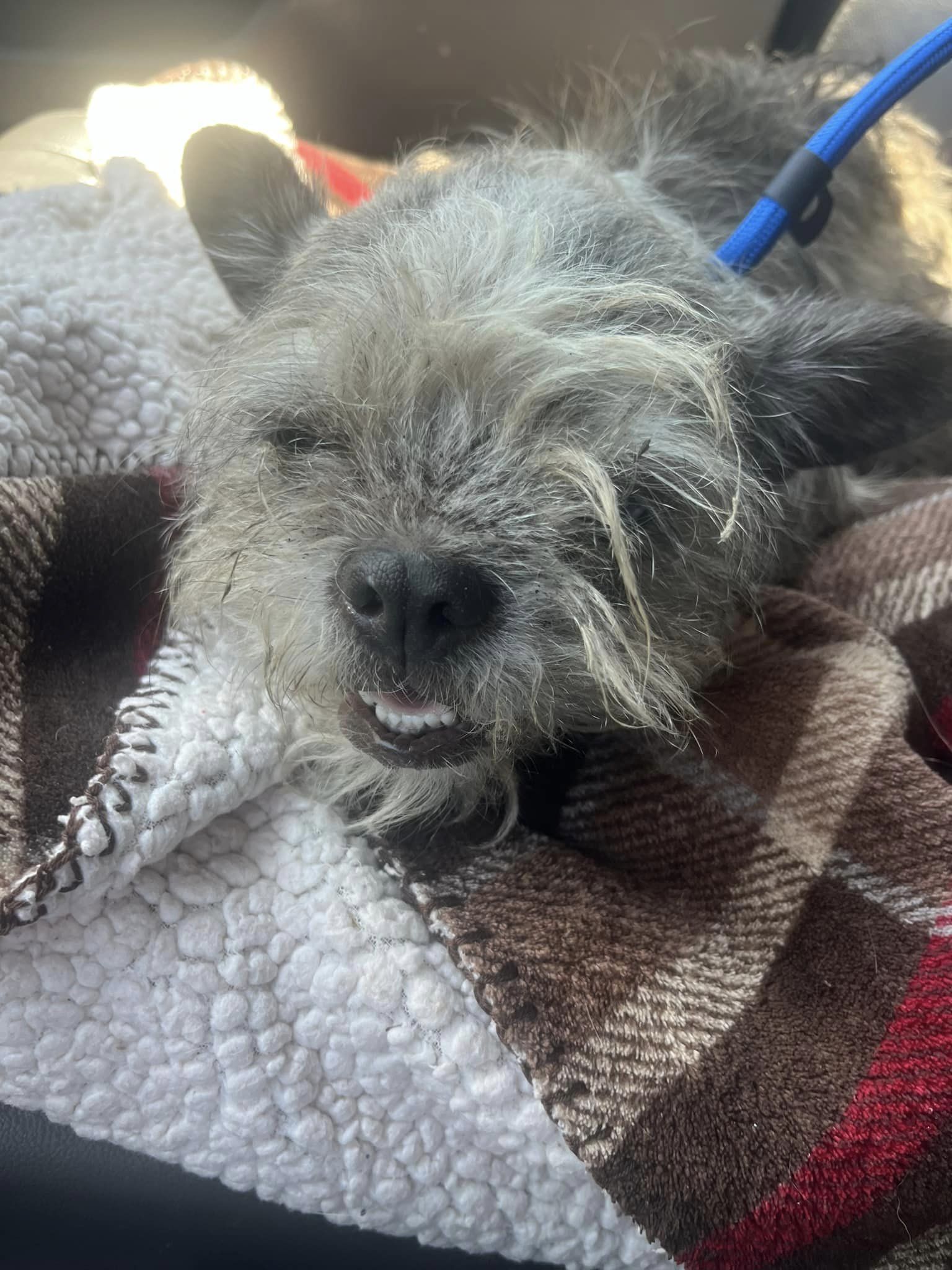 dog lying on a blanket