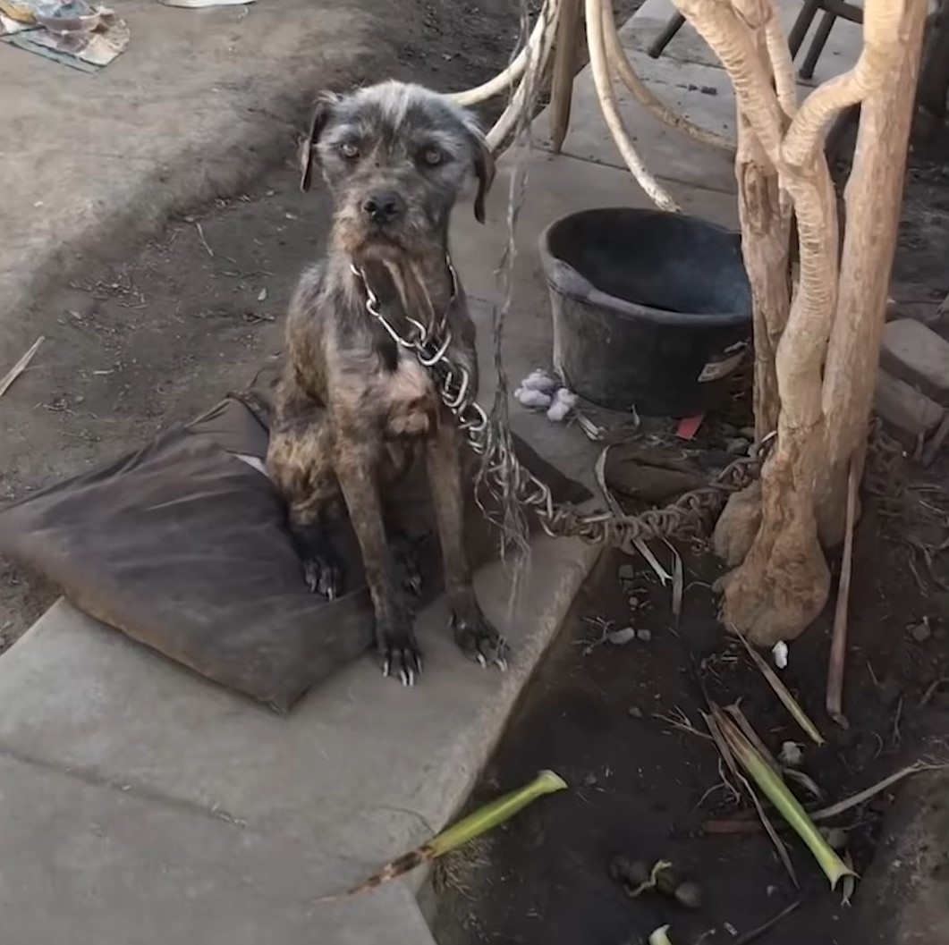 photo of neglected dog