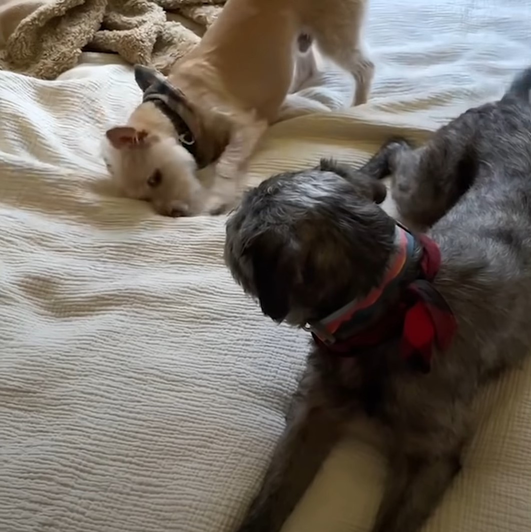 two dogs on bed