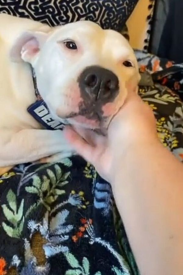 hand petting the pup