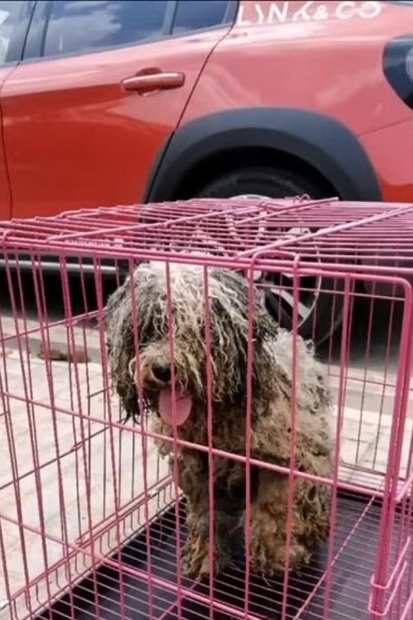 dog in a crate