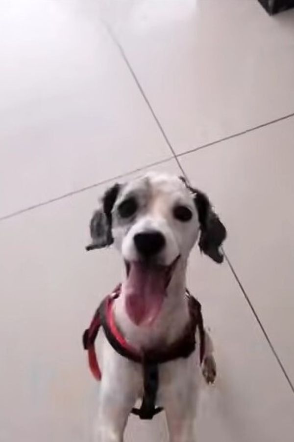 dog sticking its tongue out